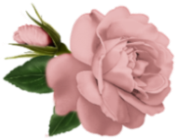 as_pinkrose_pinkrose3 (177x140, 40Kb)